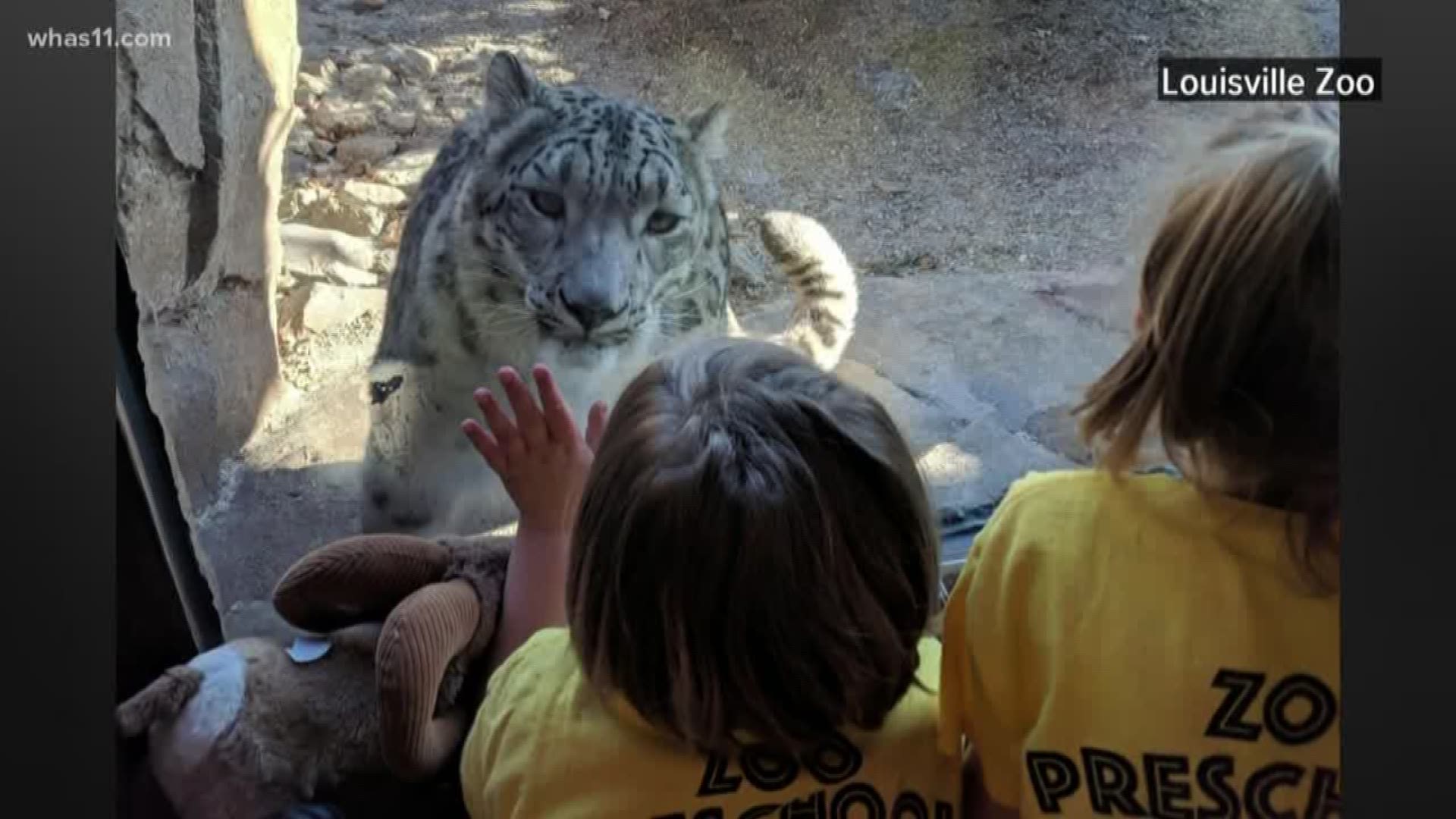 The Snow Leopard Pass is now open at the Louisville Zoo!