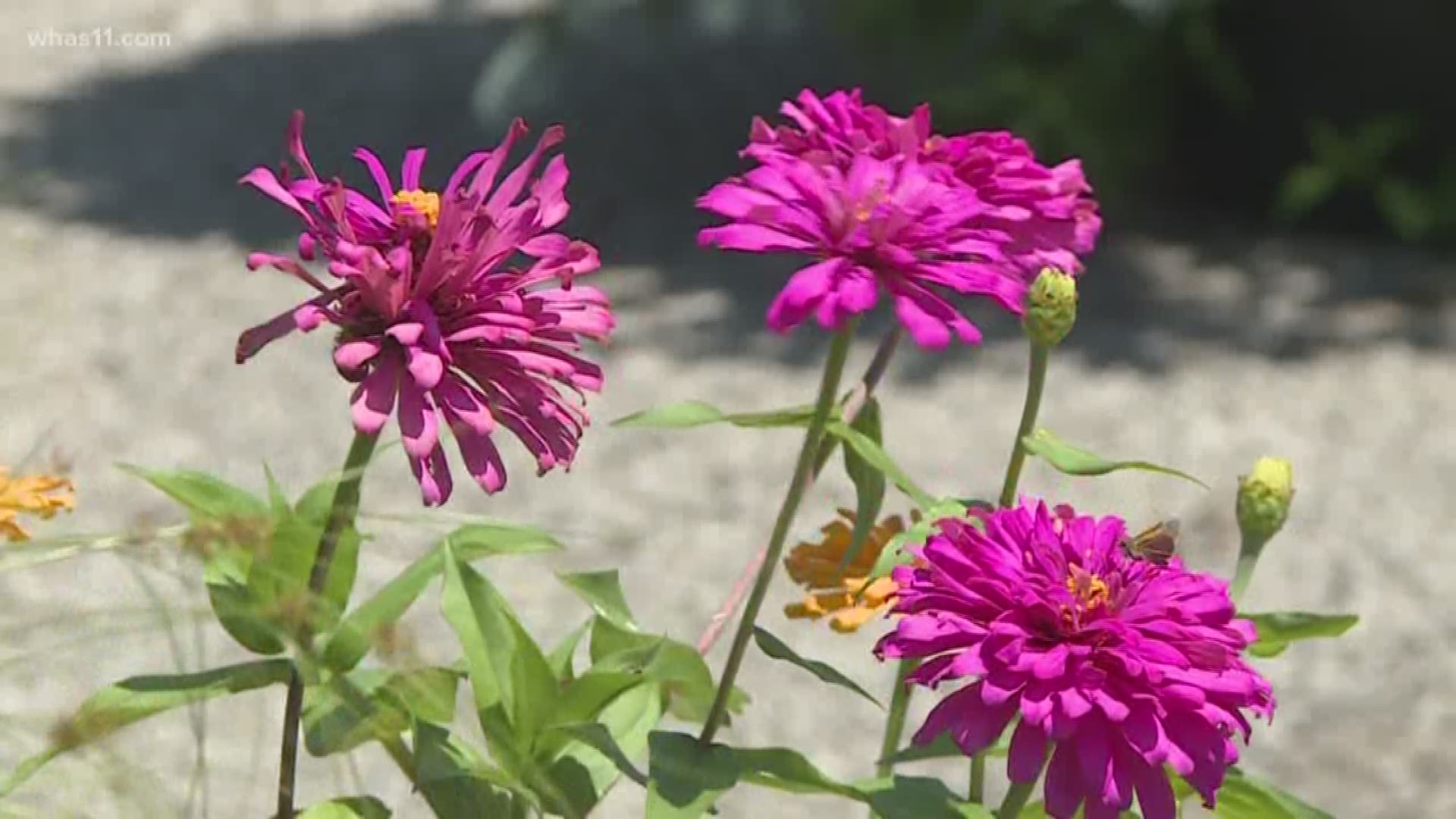 Once you get your beautiful plants in the ground you need to do a bit of upkeep to maintain their health. Meteorologist Ben Pine and Jeff Wallitsch has the right tips for you.