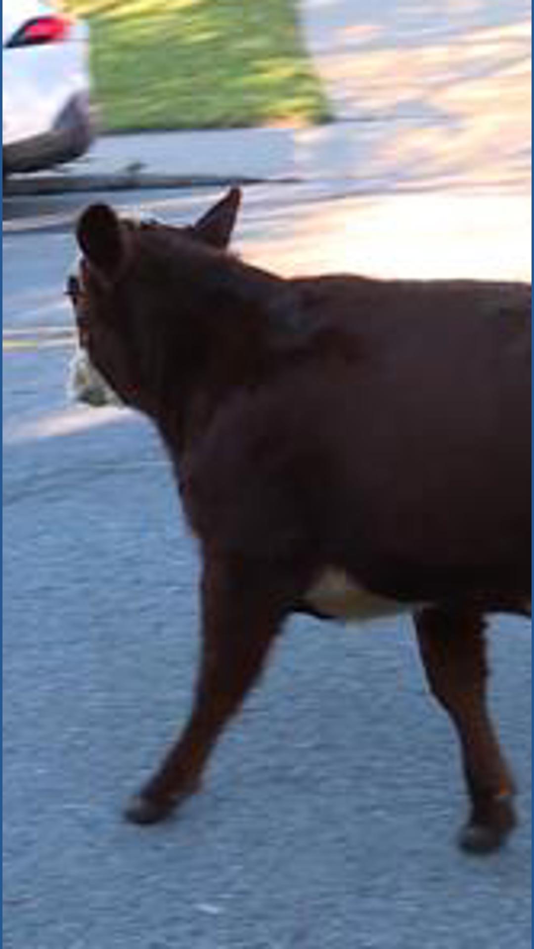 Watch Kc Camera Map Loose cattle wander on Kansas City streets after semi overturns ...