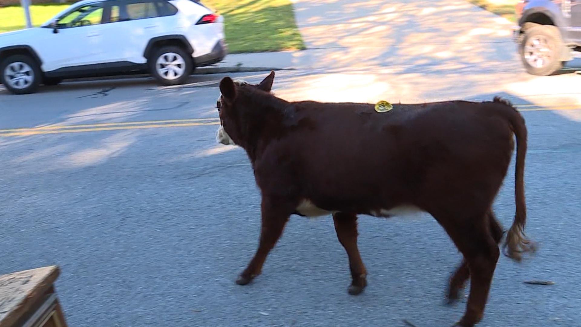 Whas11 Weather Loose cattle wander on Kansas City streets after semi overturns ...