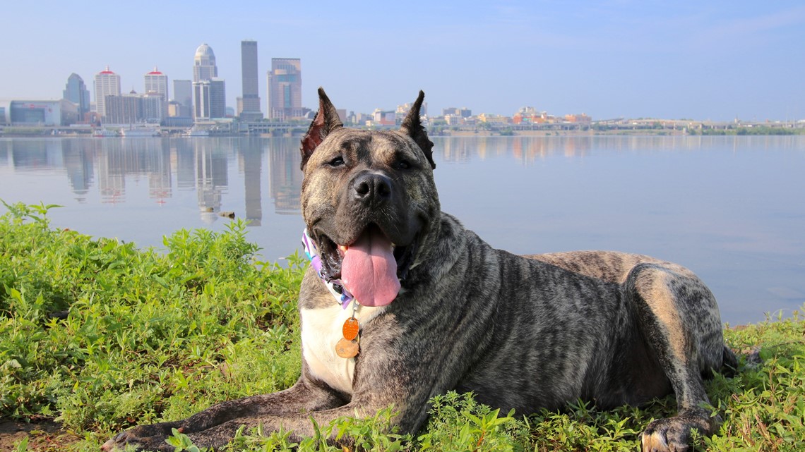 Ethan the dog to get Hometown Hero banner in downtown Louisville