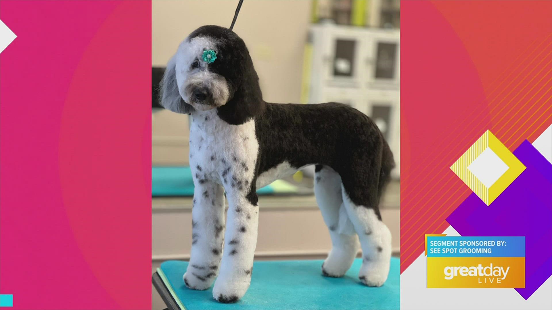 See Spot Grooming has three area locations: 4202 Shelbyville Rd., 2420 Lime Kiln Ln., and 5909 Timber Ridge Dr. They're also online at SeeSpotGrooming.com.