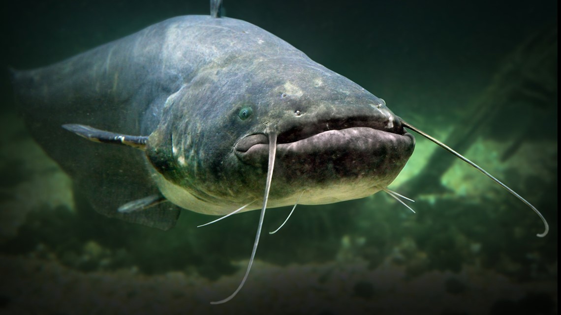 man eating catfish river monsters