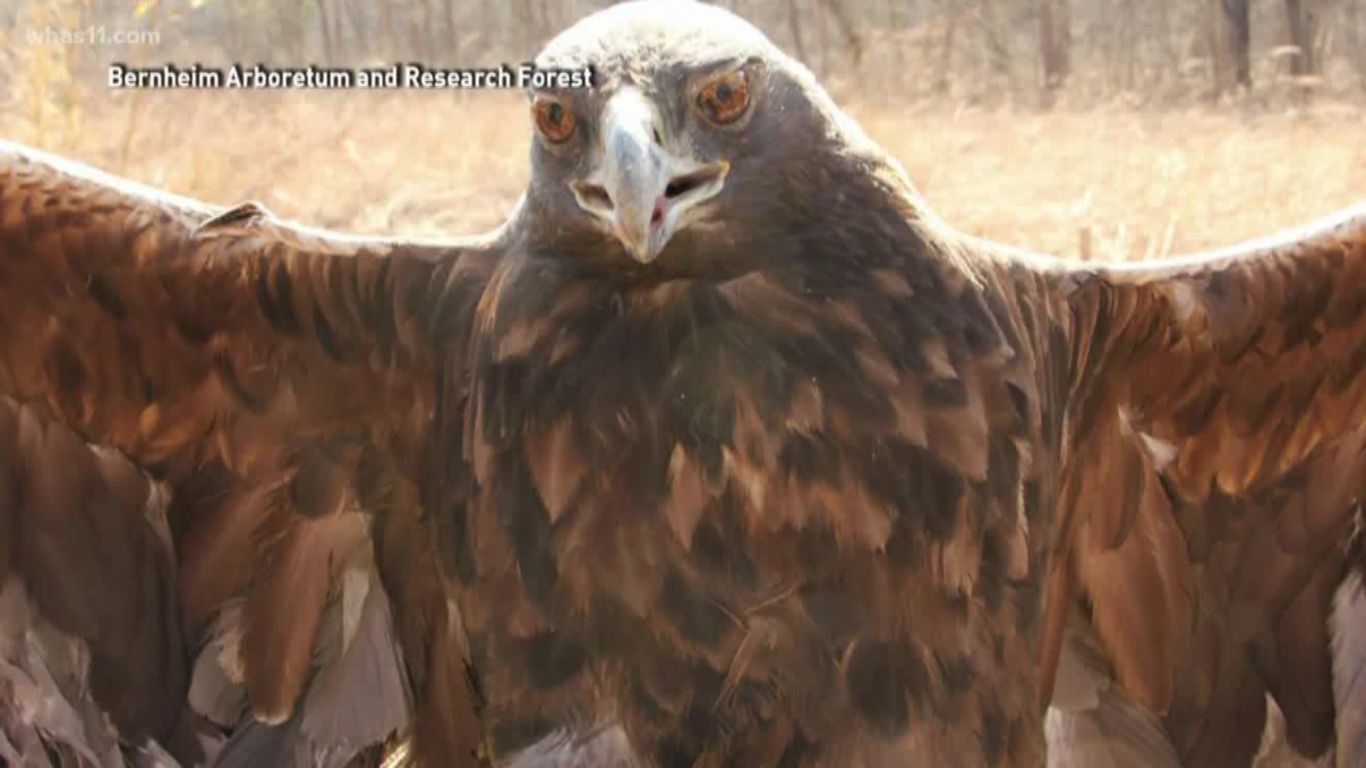 Bernheim tracks rare golden eagle