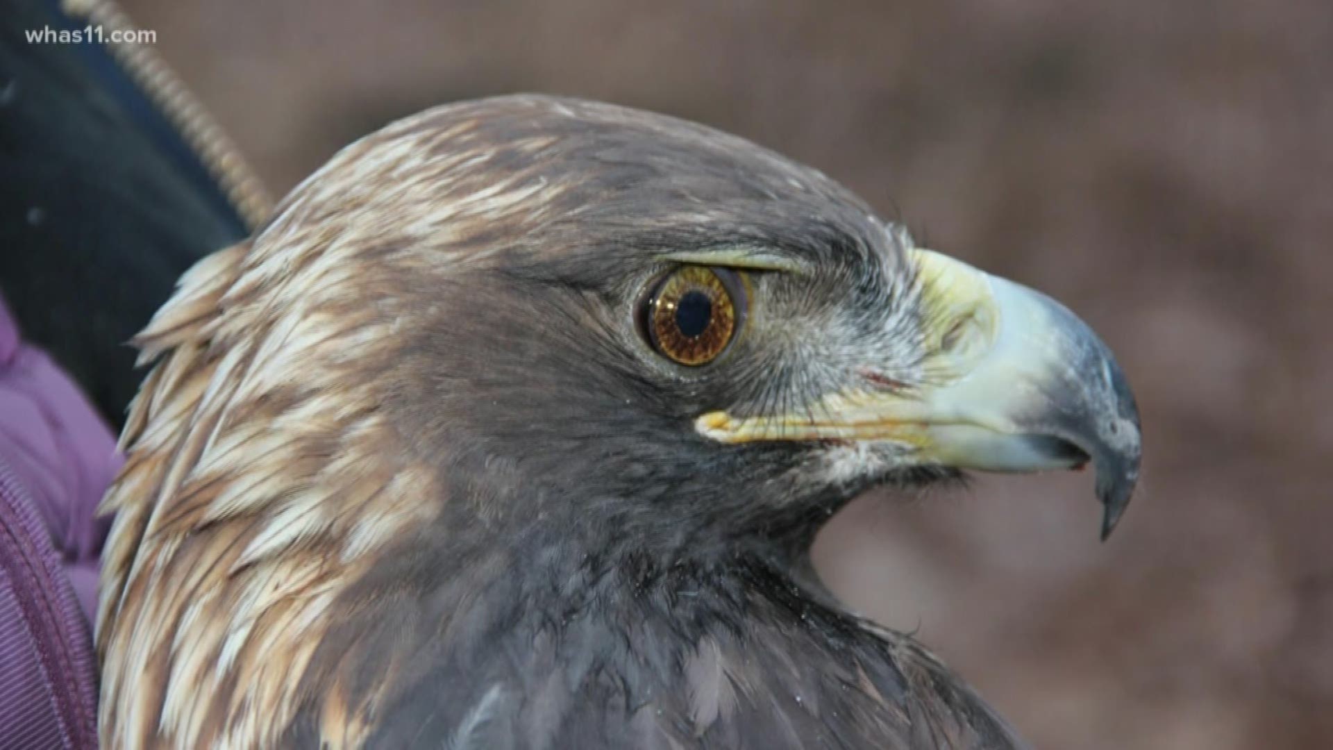 Bernheim Forest is showing off their new discovery, a rare female eastern golden eagle, and they're asking you to name it.