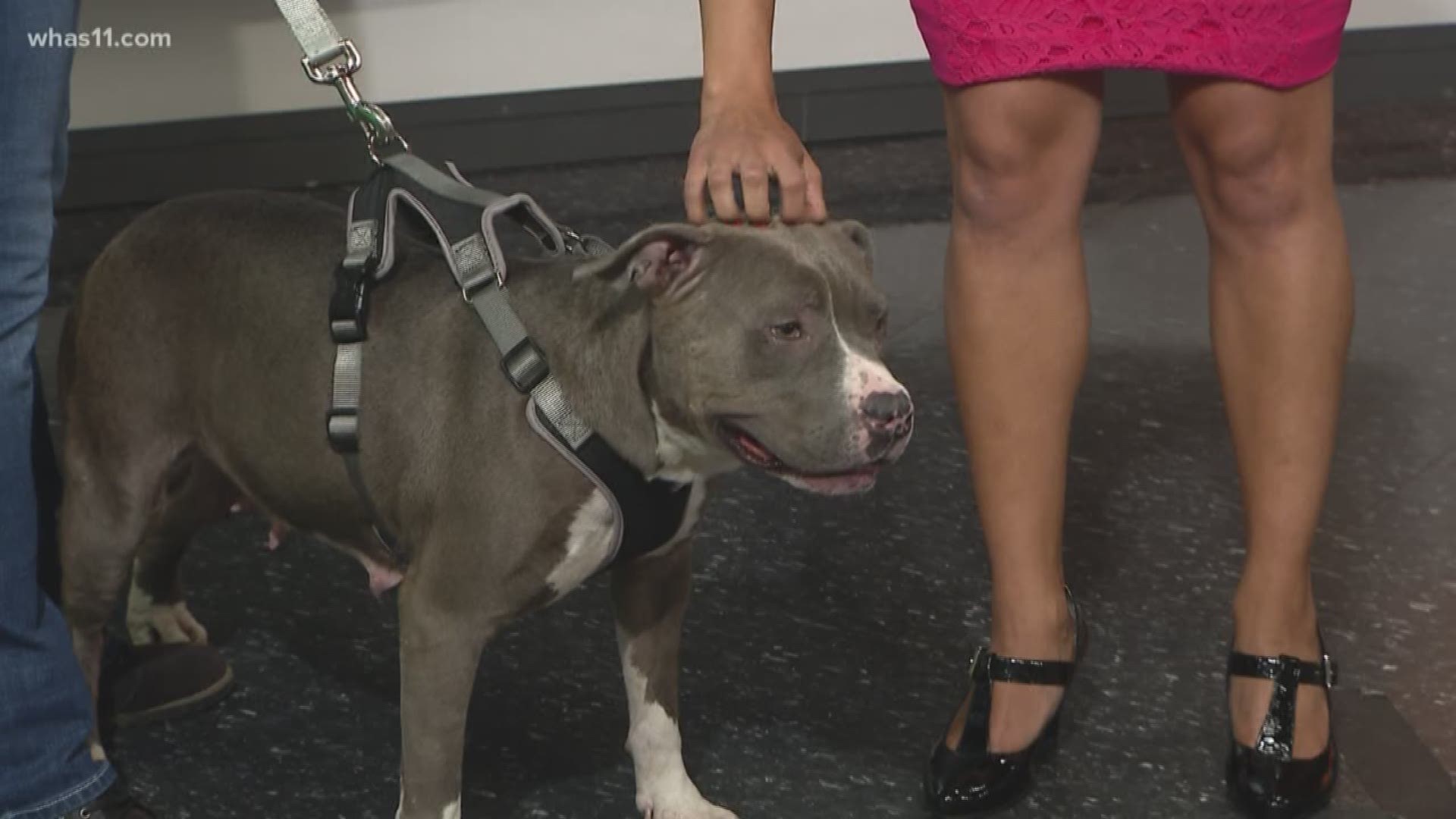 Pet of the Week: Lilo