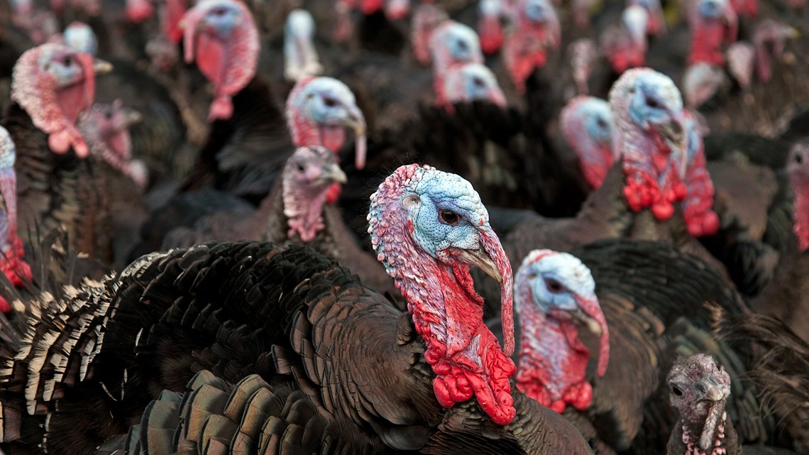 Bird flu on the 4th industrial farm destroys thousands of turkeys