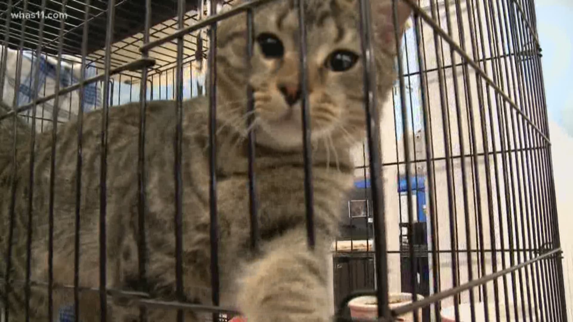 Dozens of dogs and cats found their forever homes at the Empty the Shelters event on Saturday.