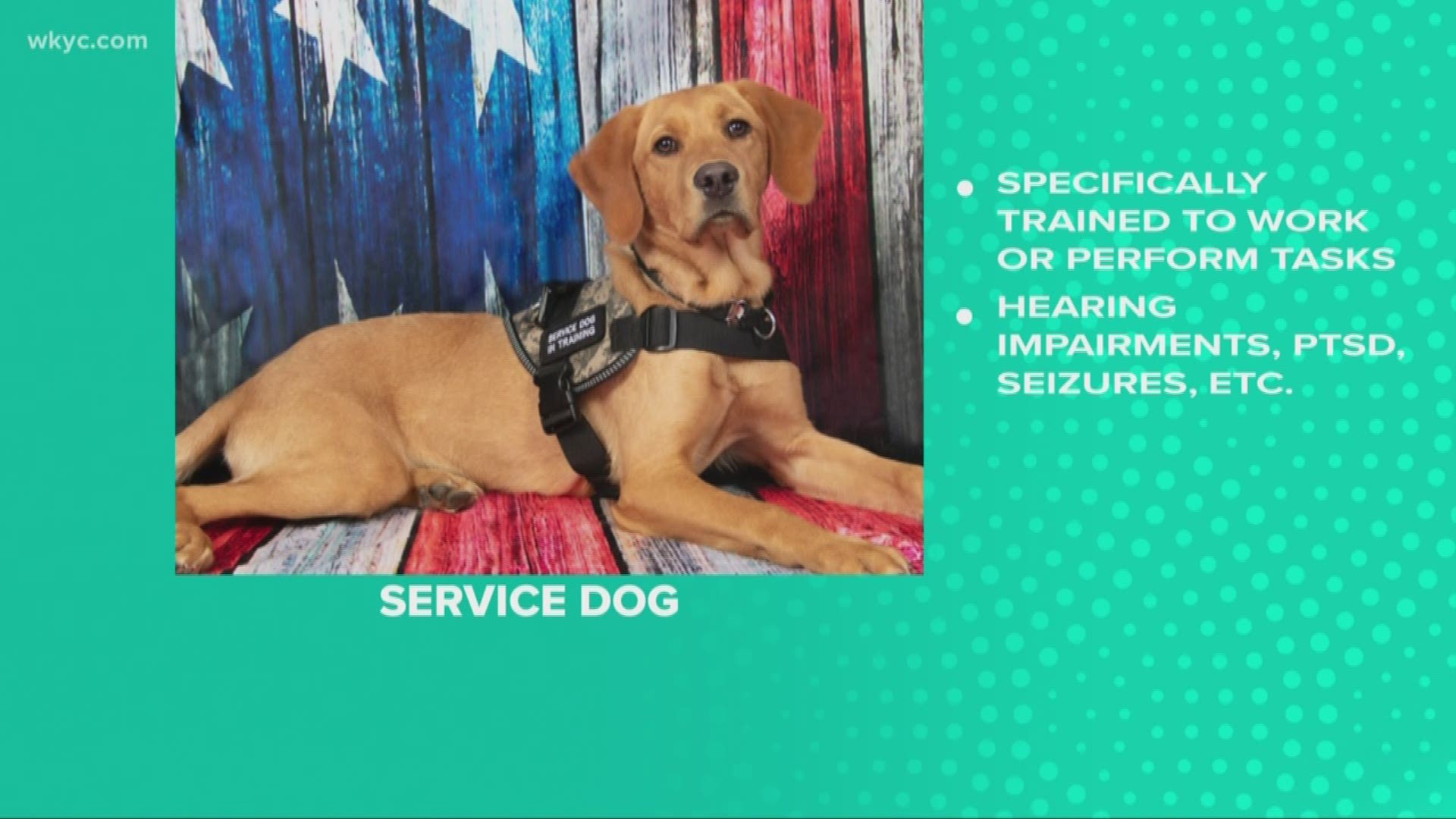 Sept. 24, 2019: You've probably heard of service dogs, therapy dogs and emotional support animals, but do you really know the difference? Roxy helps us understand.