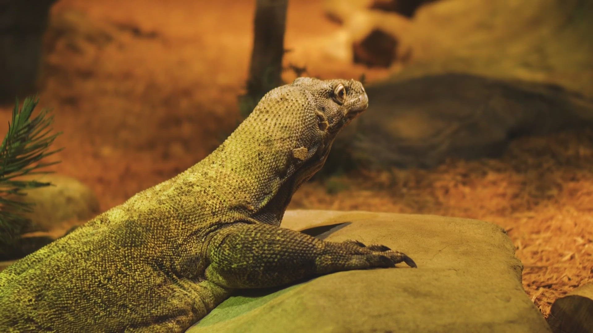 Akron Zoo officials say that most of the employee's injuries were from a bite wound inflicted by the Komodo dragon.