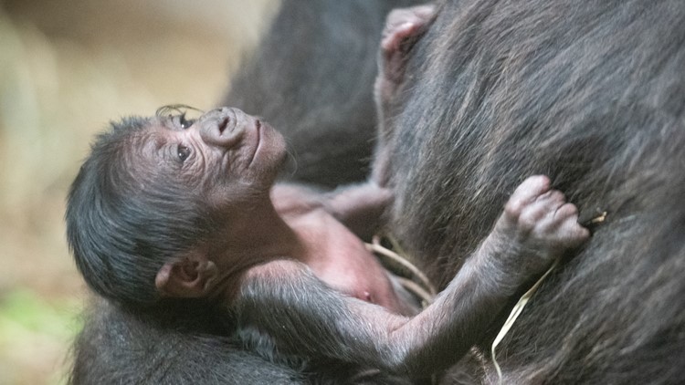 It's a boy! Cleveland zoo witnesses birth of first baby gorilla in its 139-year history
