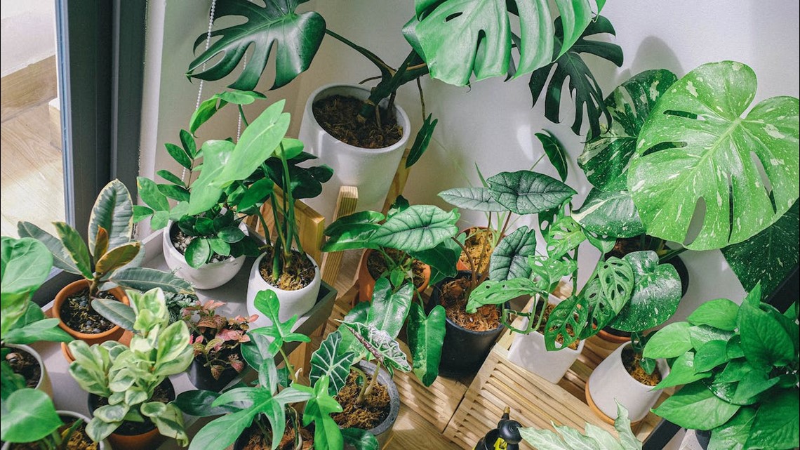 A new study finds indoor plants can improve our air quality - Vimarsana News