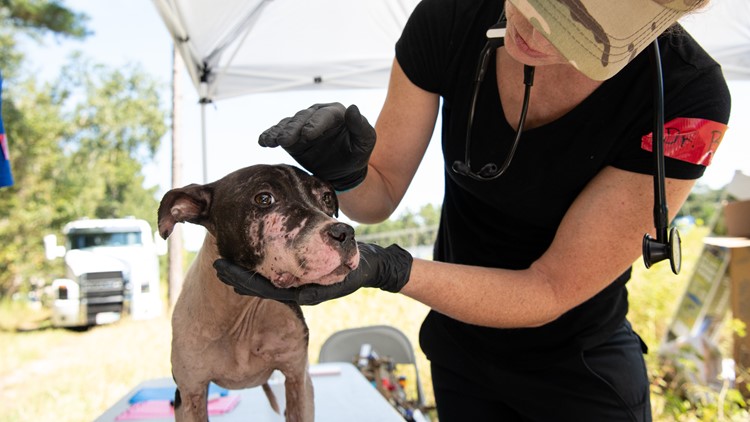 Largest dogfighting ring in South Carolina history broken up