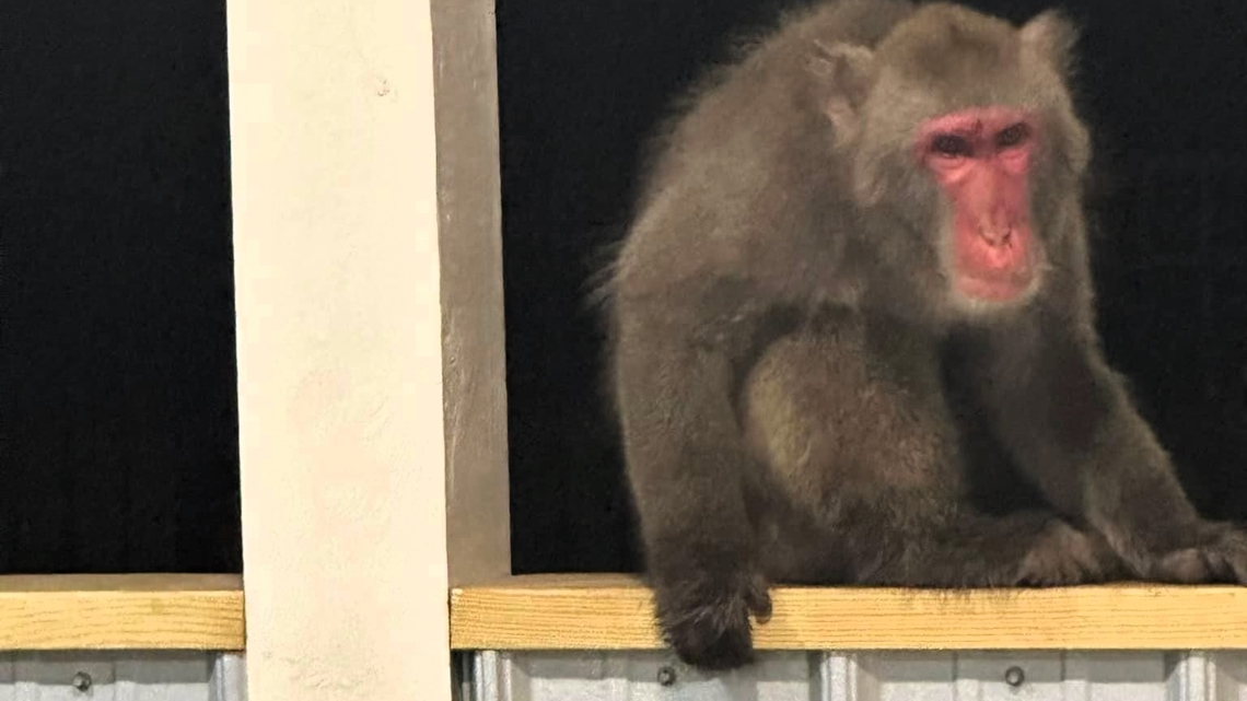 Bradley the Monkey on the loose in South Carolina - Vimarsana News