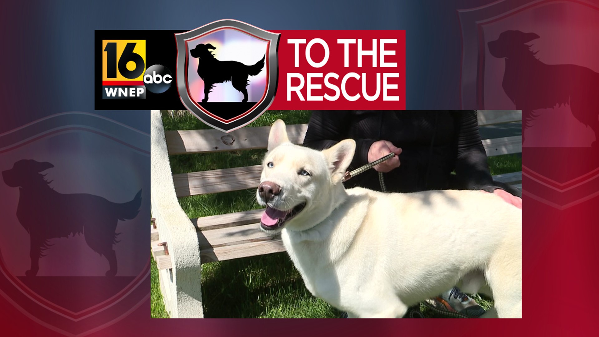 Polar is currently at Furever Home Rescue near Orwigsburg.