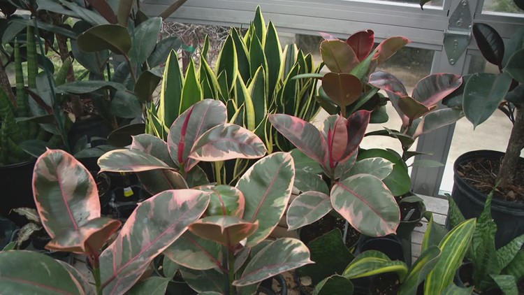 Here are some house plant tips for winter