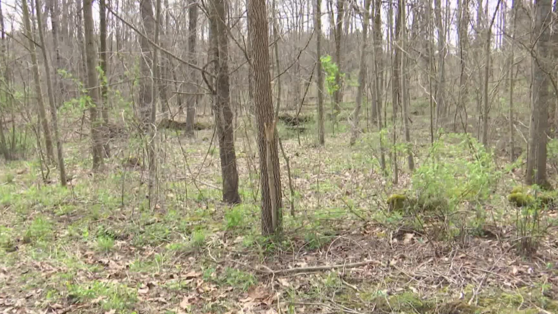 A man was hunting for mushrooms in these woods near his home when he came across a suitcase. The body of a little boy was inside.