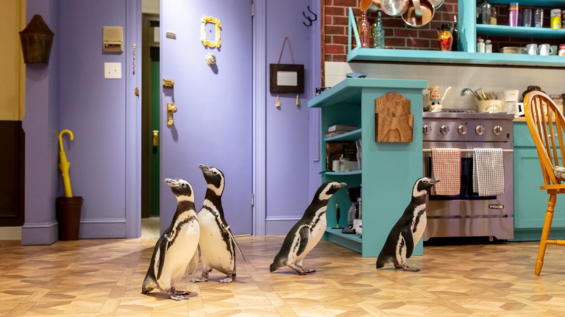 Penguins visit "FRIENDS Experience" in Chicago - Vimarsana News