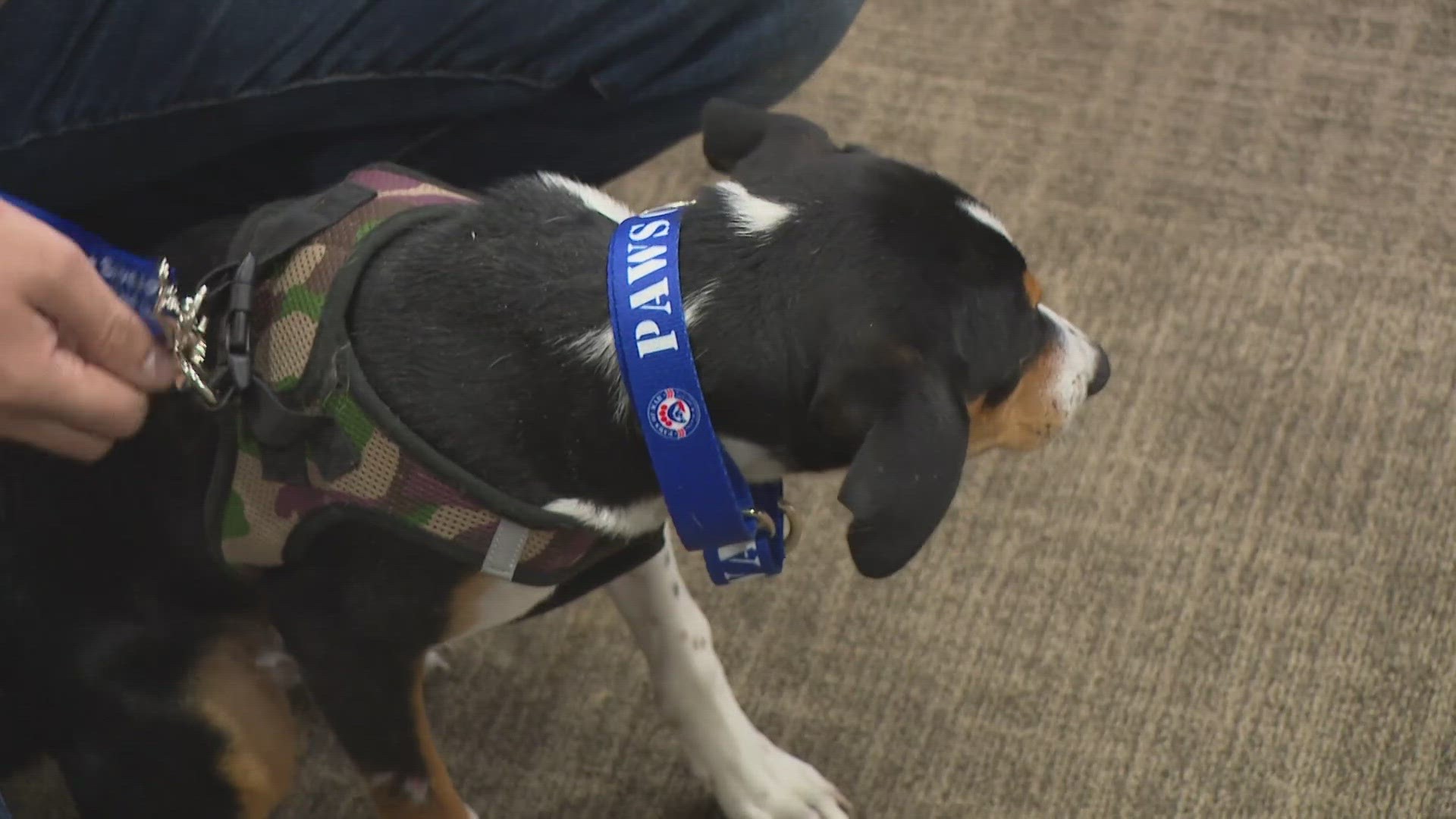 13News reporter Karen Campbell shares how a Indiana soldiers were reunited with puppies.