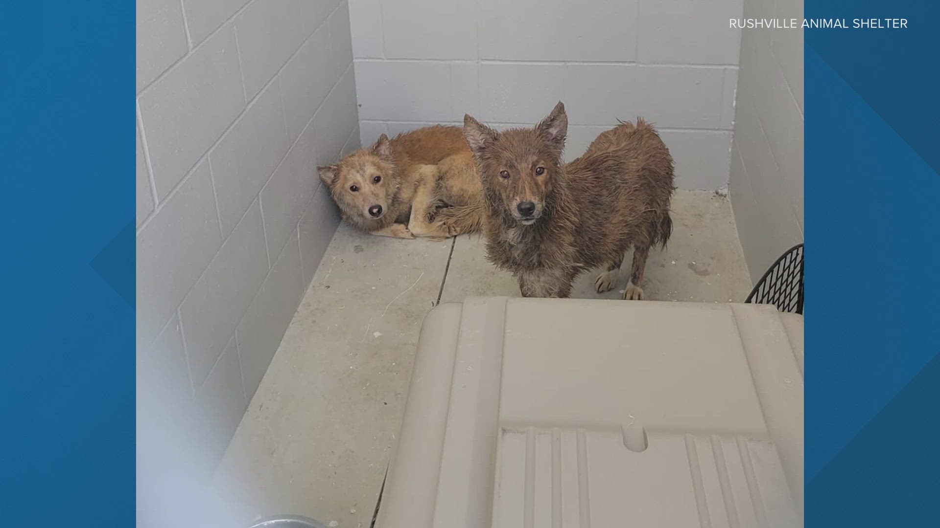 Animal control workers are working to get the abandoned dogs into rescues.