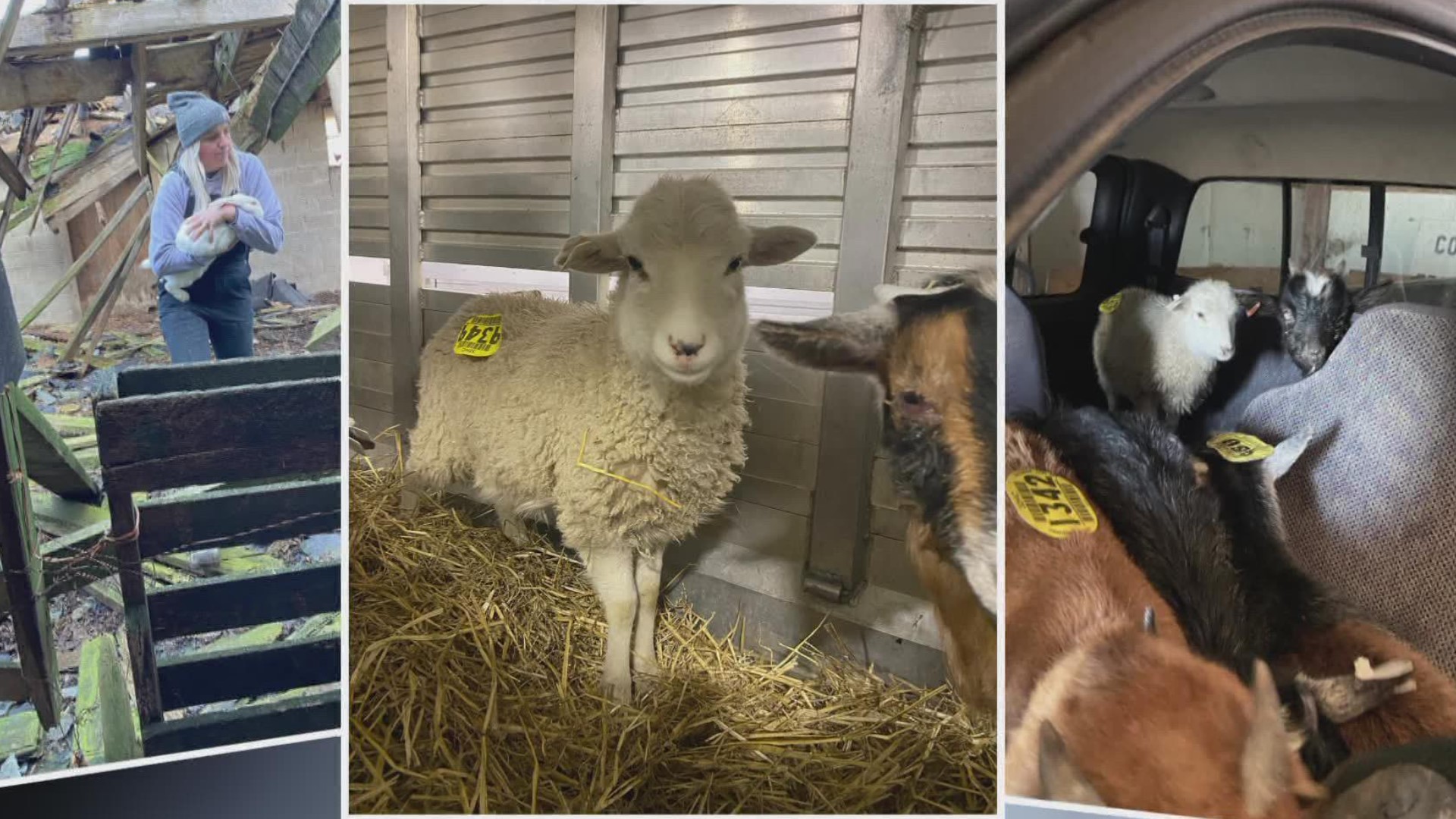 Animal cruelty investigation underway at farm in Hancock County ...