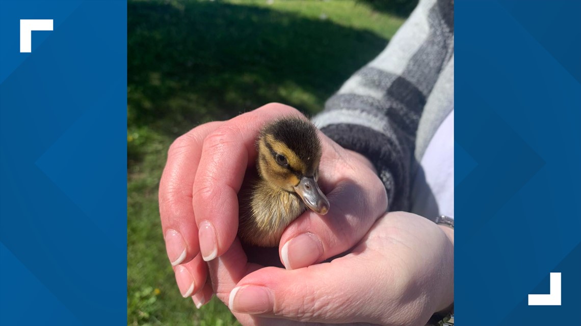 Indiana fire department rescues ducklings from storm drain | whas11.com