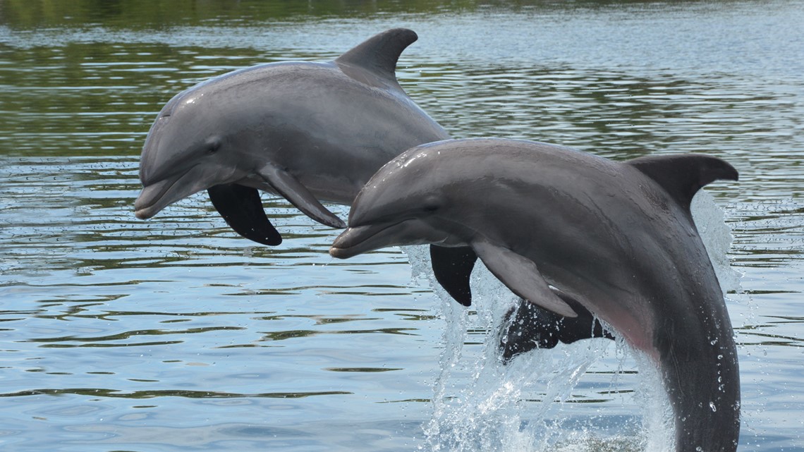 Dolphins shout at each other over human noise pollution - Vimarsana News