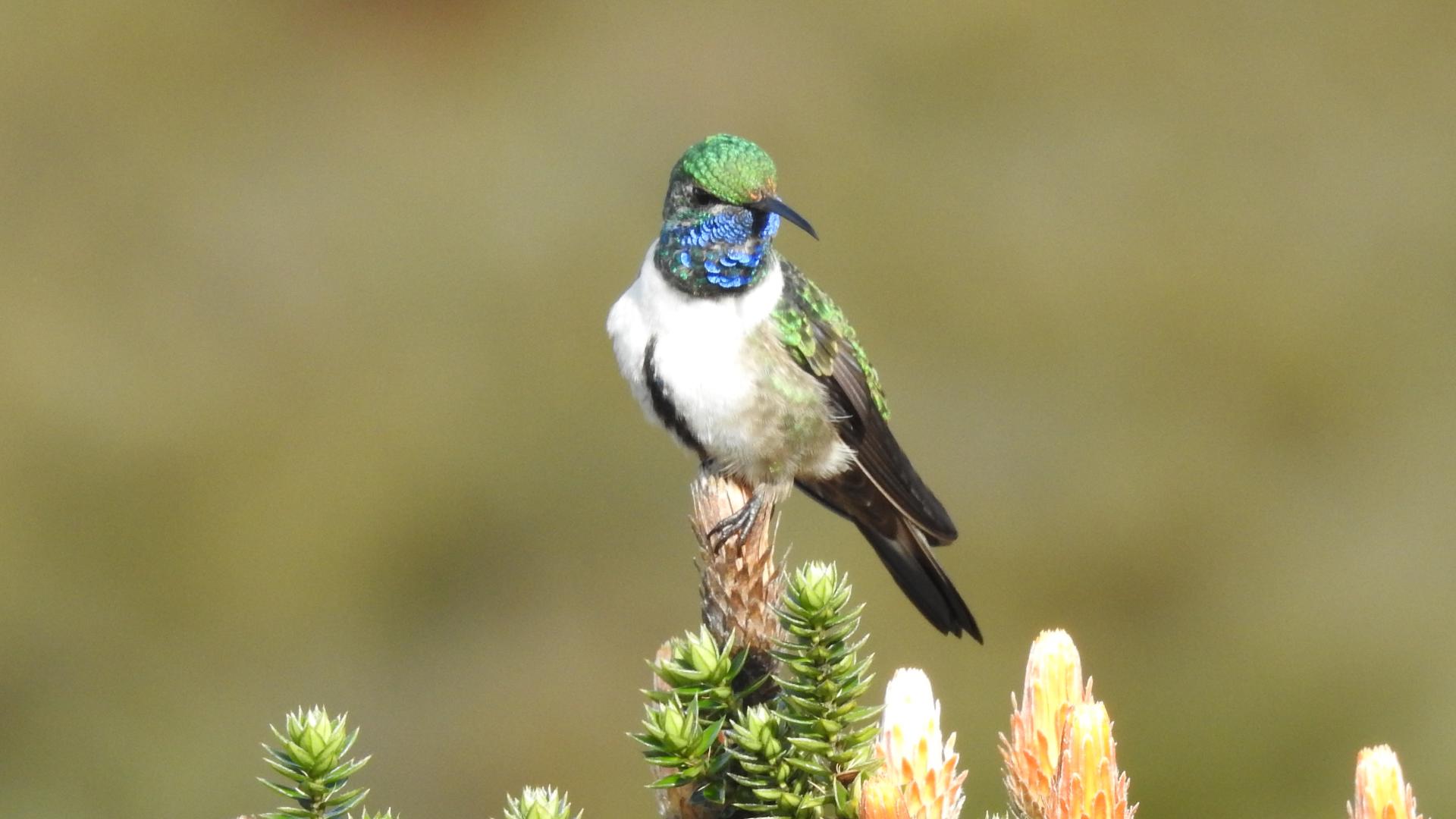 Fundación Jocotoco will get a million dollars to continue their efforts to save a hummingbird on the brink of extinction.