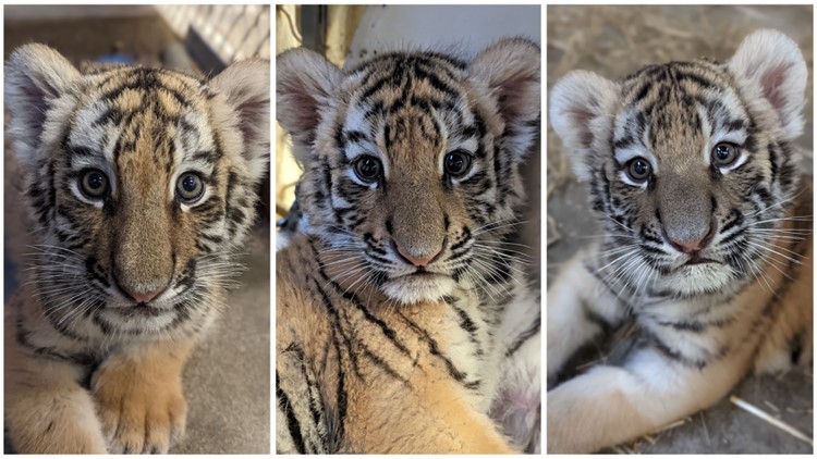 Indianapolis Zoo tiger cubs make public debut Friday morning