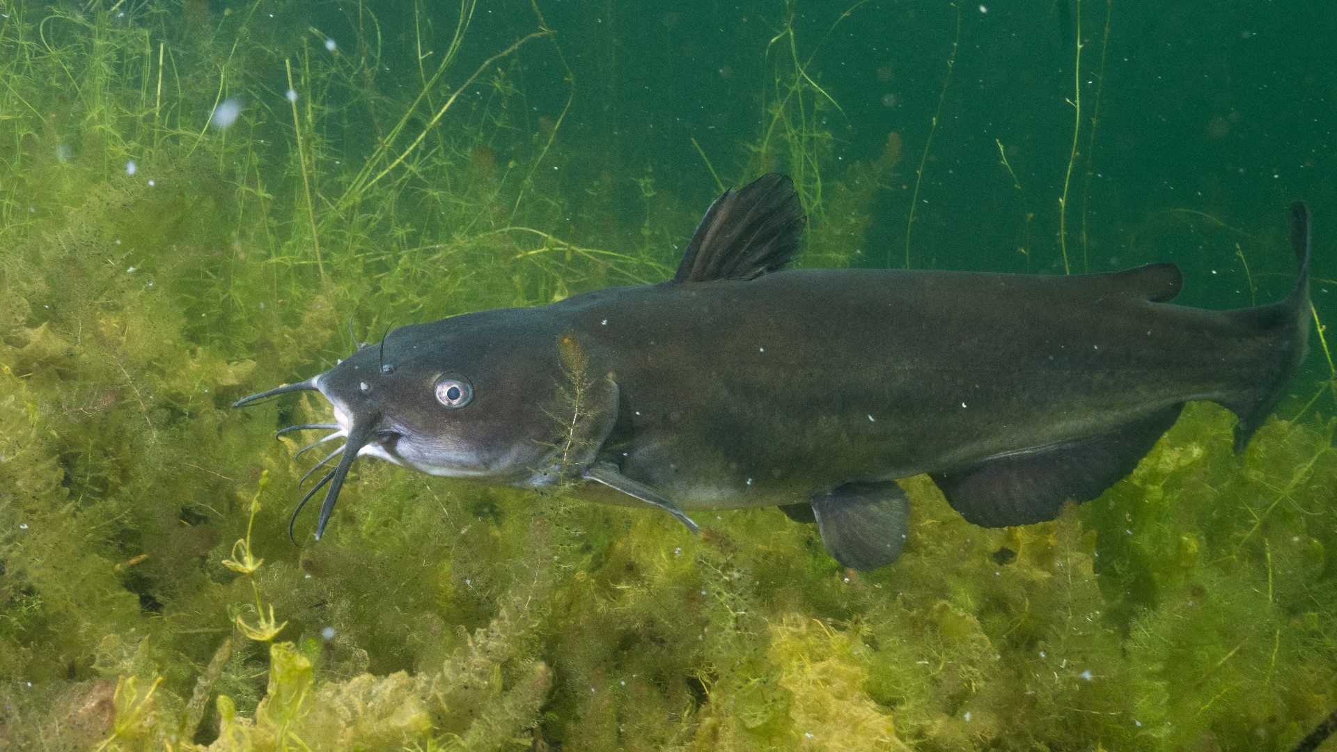 DNR stocking 10 Indiana lakes and ponds with catfish | whas11.com