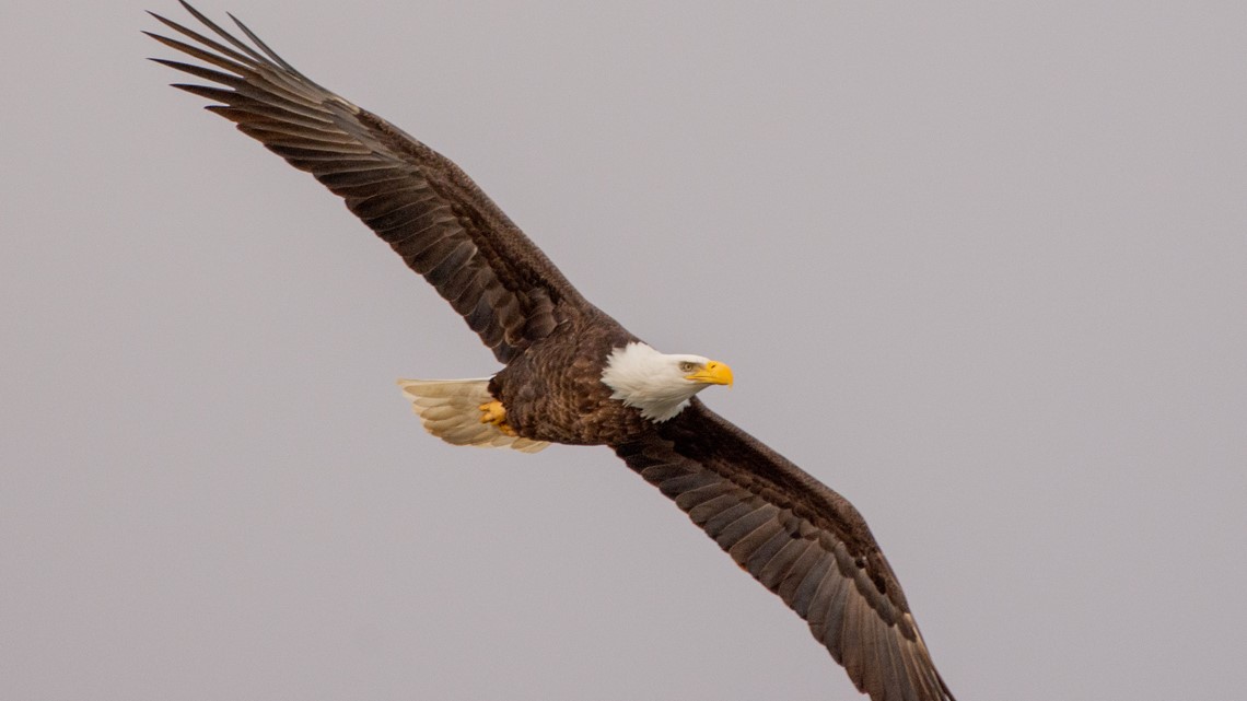 How bald eagles returned to Indiana - Vimarsana News