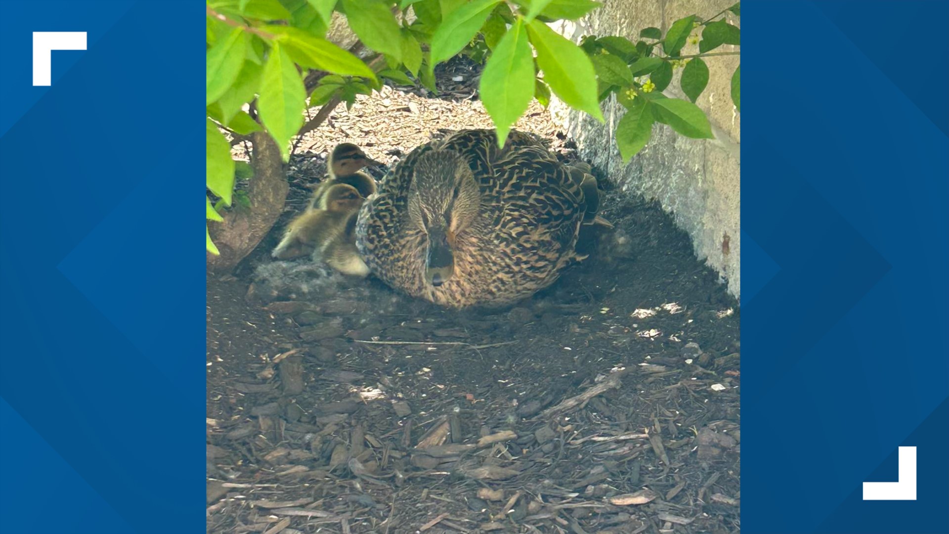 Indiana fire department rescues ducklings from storm drain | whas11.com