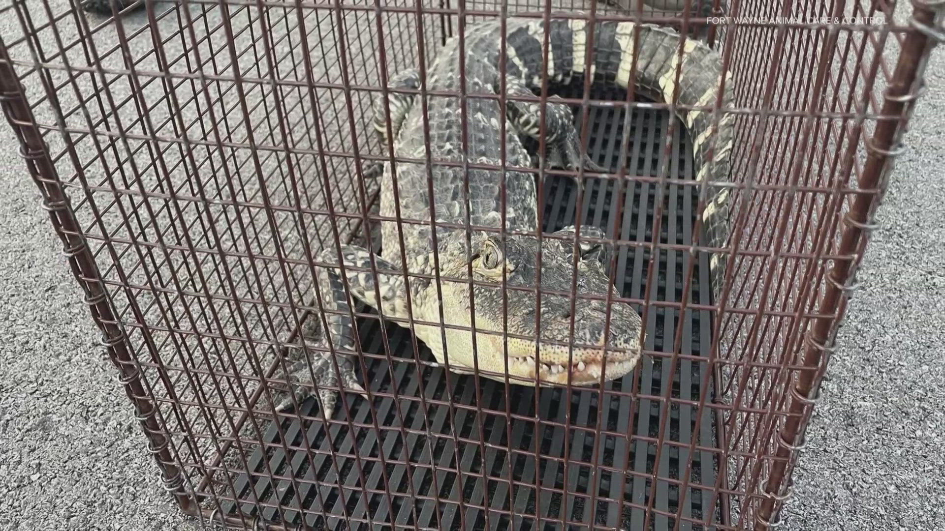 Fort Wayne Animal Care and Control got a call from a concerned citizen about a 5-foot gator that had been seen roaming around their neighborhood.