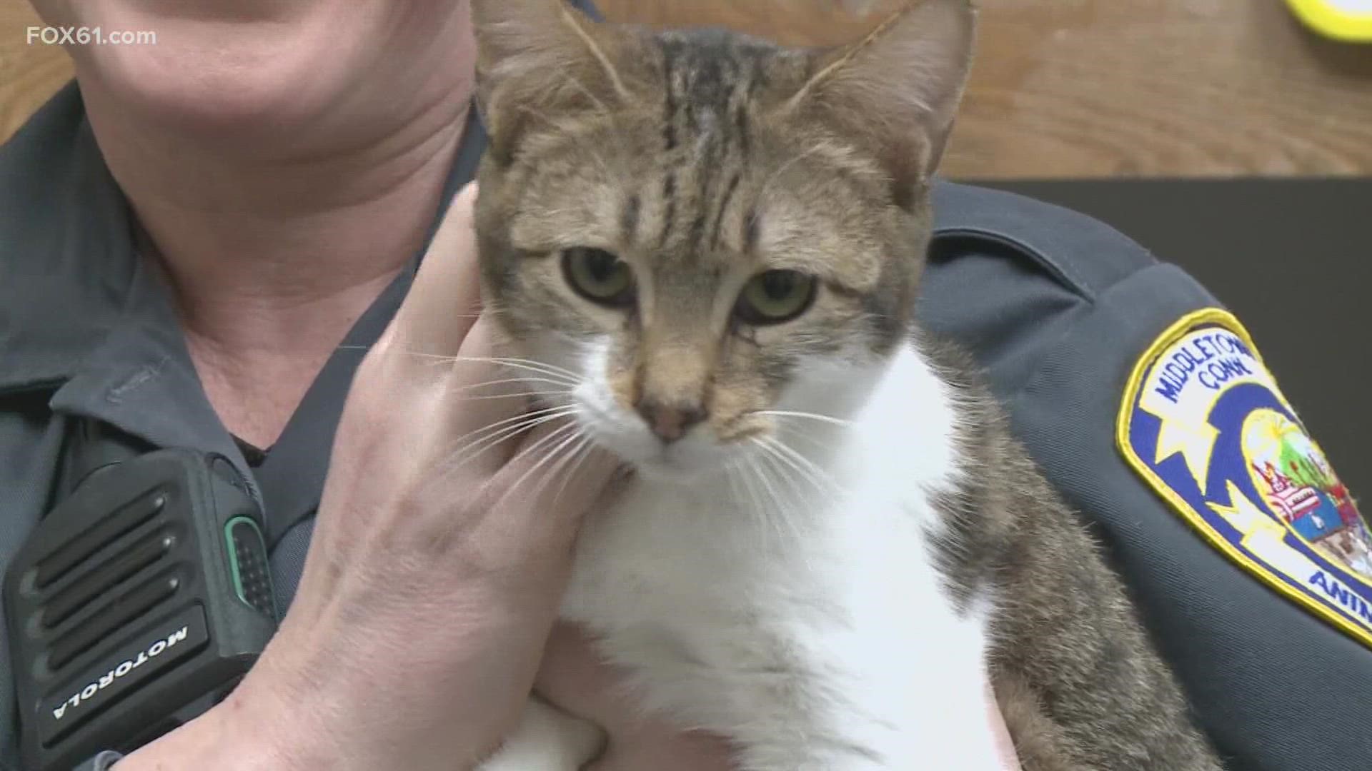 The Connecticut Humane Society offered to take in some of the cats, many of which have been adopted or brought to foster homes.
