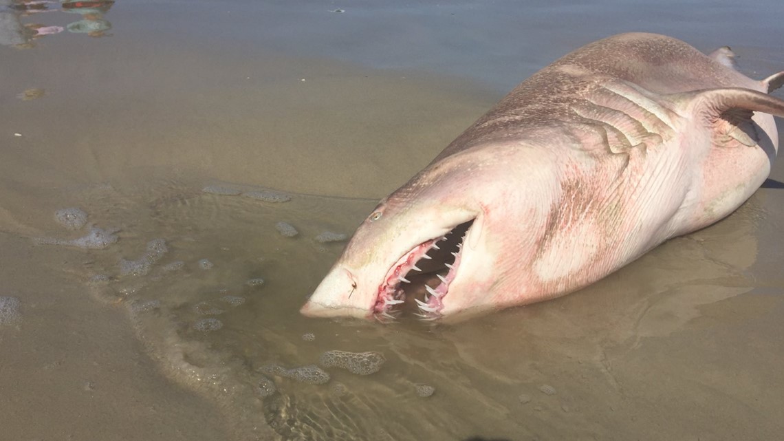 Sand tiger shark washes up on Florida beach - Vimarsana News