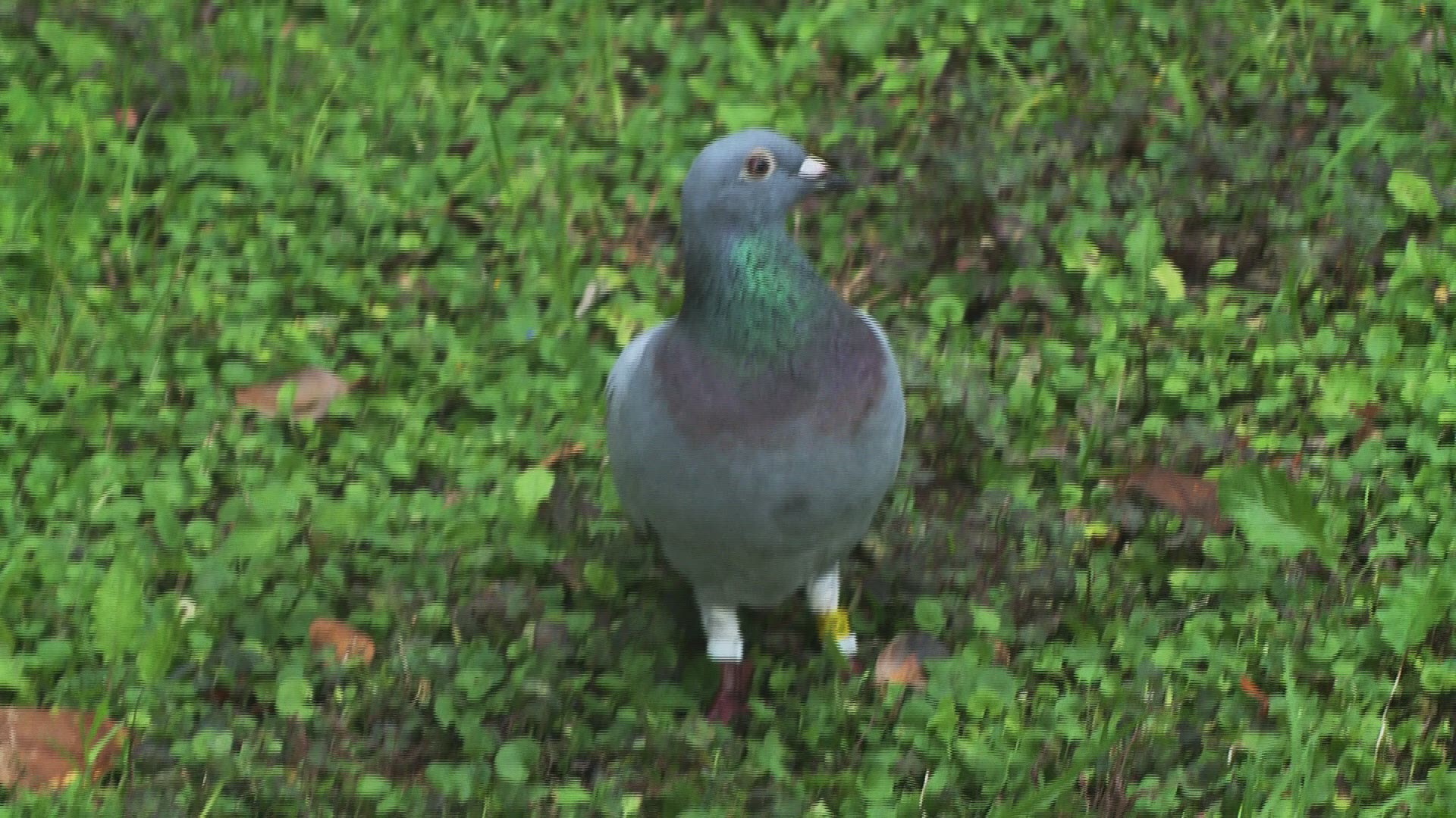 Workers at the Jewish Community Alliance said the bird seems quite happy in the courtyard and is making no moves to return home.