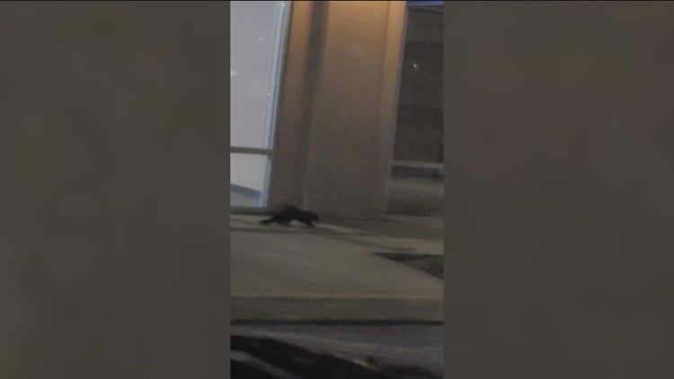 VIDEO: Mink seen near downtown businesses in Van Wert, Ohio