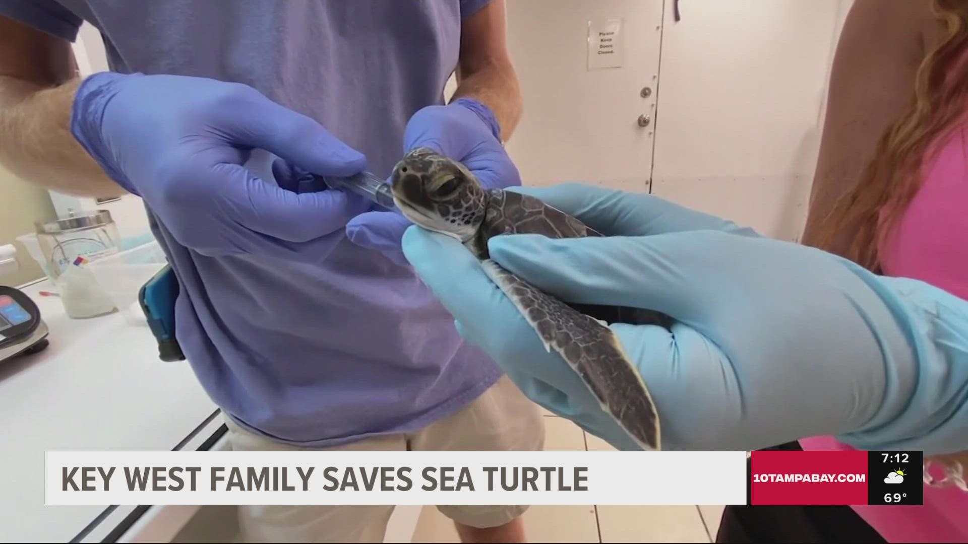 A Key West, Florida family saves a turtle after Hurricane Ian hit the coast of southwest Florida.