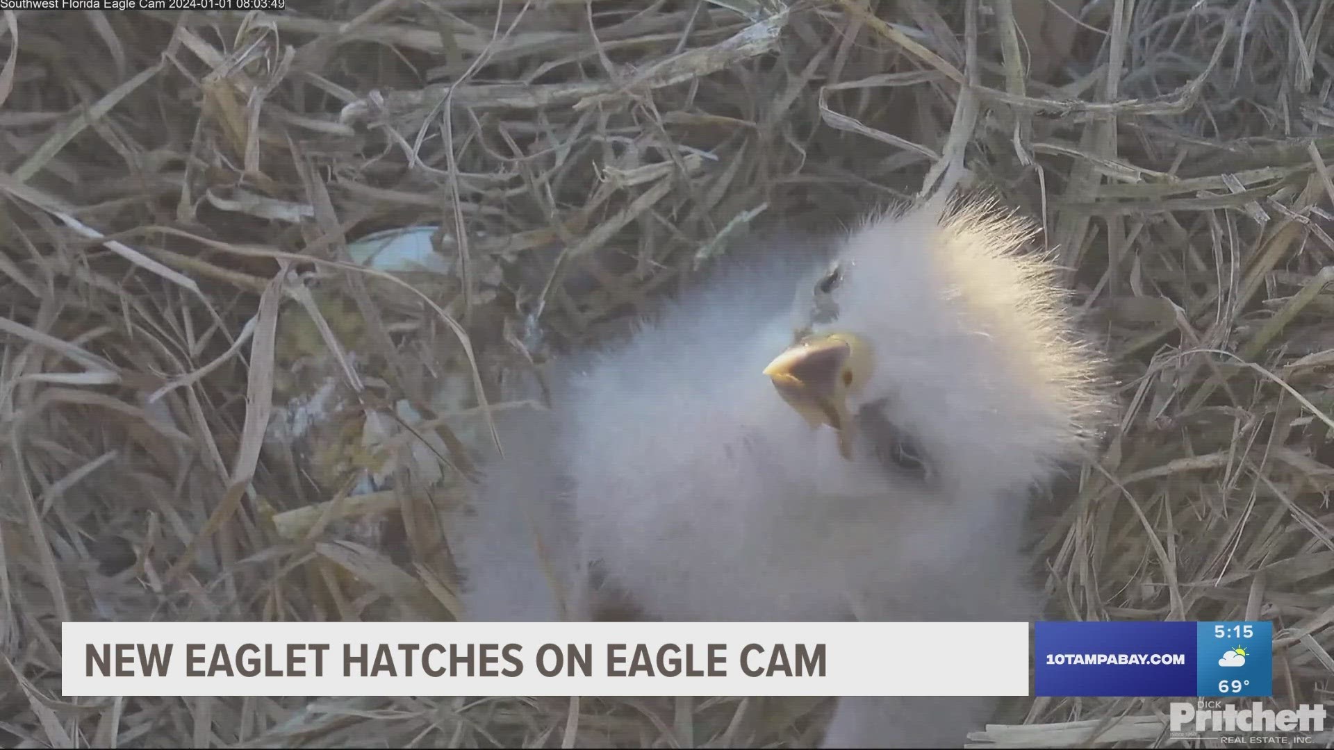 While one hatched, cam leaders wrote on X that the other egg didn't make it.