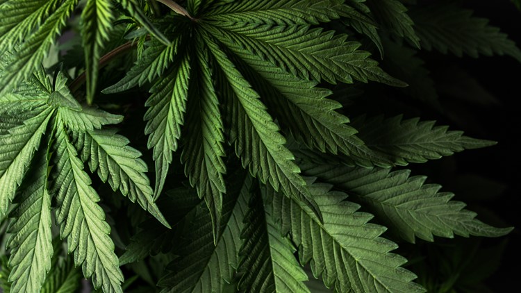 Fighting COVID with cannabis? Viral study is promising but offers no definitive proof