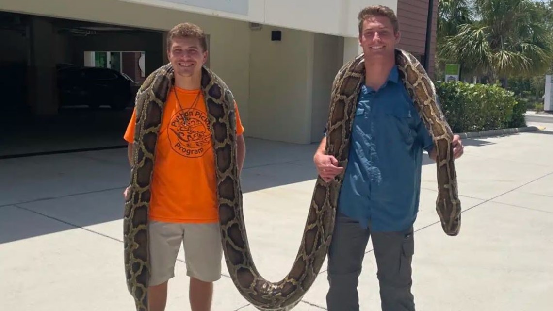 Longest-ever captured python recorded in Southwest Florida - Vimarsana News