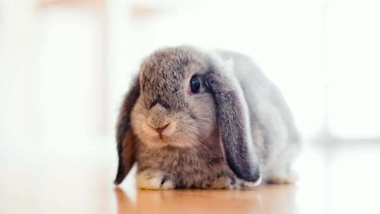 Down the rabbit hole: Why a pet bunny may not be the best Easter gift