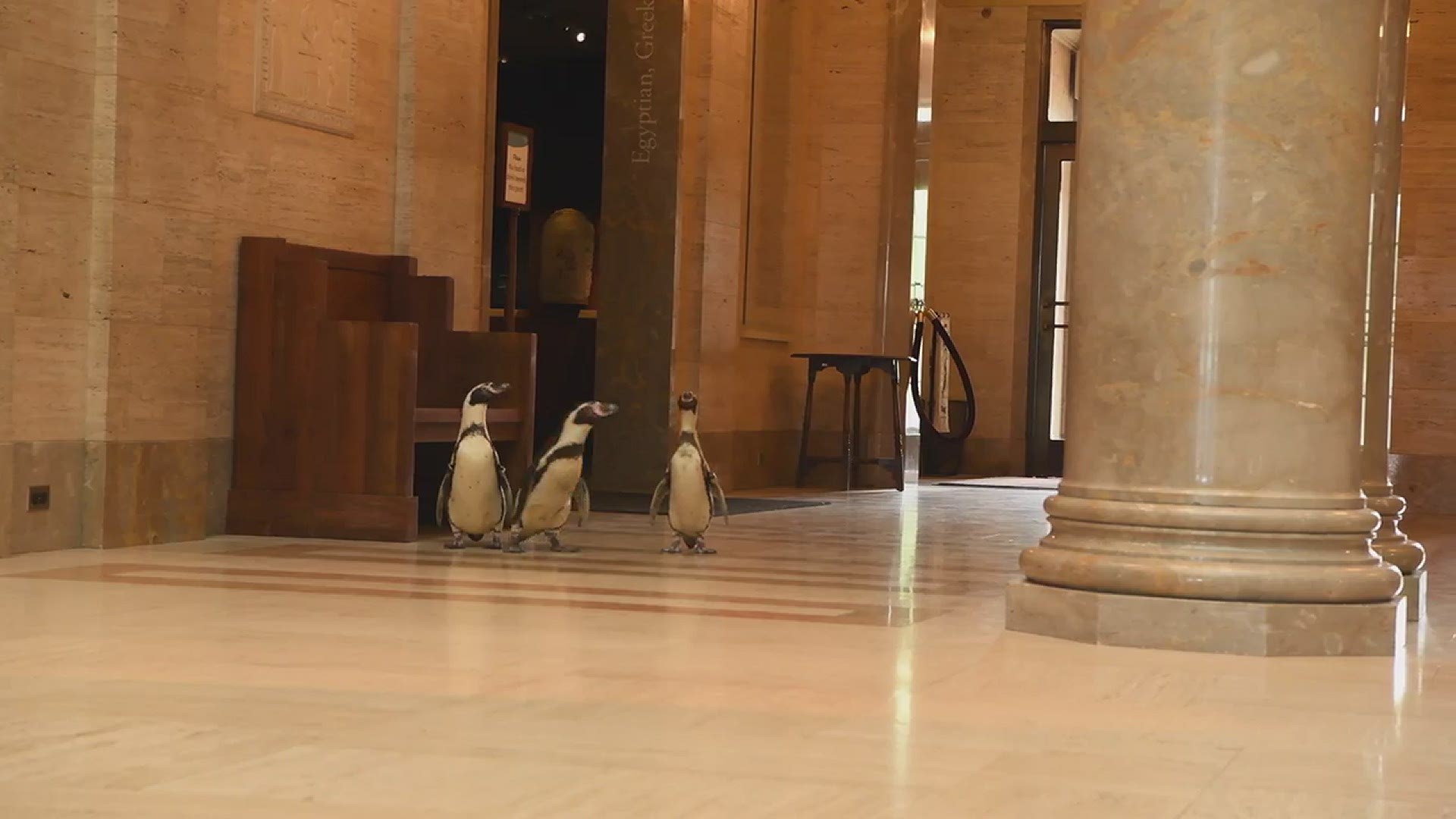 These penguins were treated to a little culture this week.