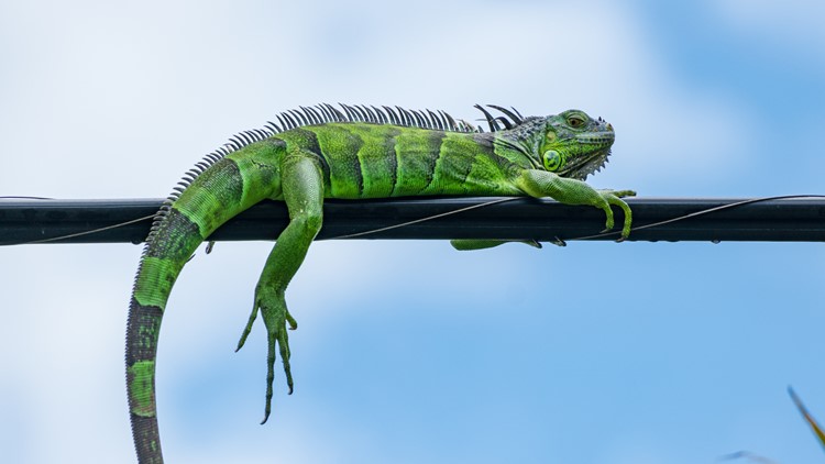 Florida man finds hissing iguana in his toilet