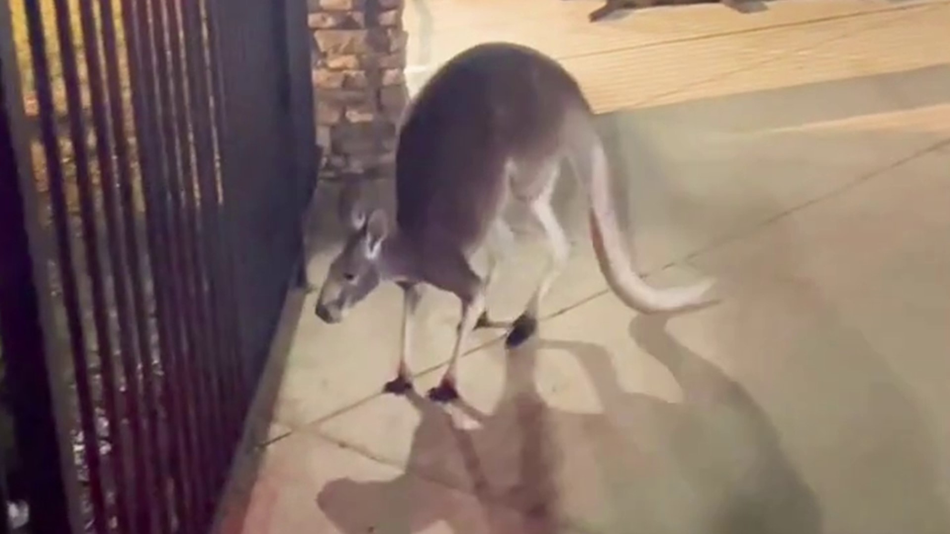 Hillsborough County Sheriff's Office deputies responded to a Tampa apartment complex after a kangaroo got loose Thursday morning.
