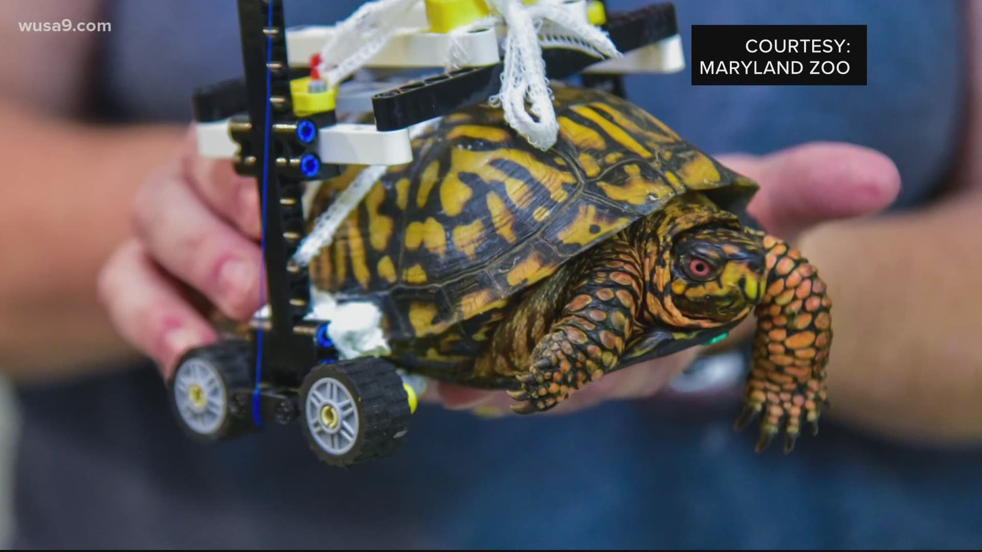 The injured turtle was found in Druid Hill back in July 2018. Now it's one of a kind wheels are giving him a second chance at life.