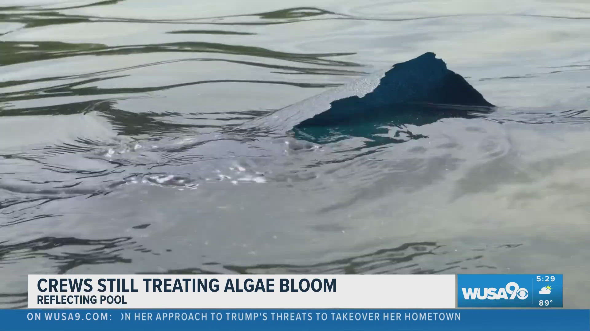Floating paint pieces, algae bloom raise concerns at newly repainted Reflecting Pool
