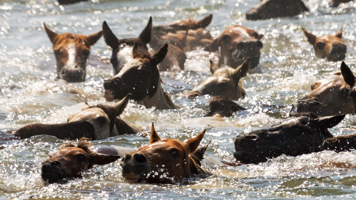 98th annual Chincoteague Pony Swim and auction - Vimarsana News