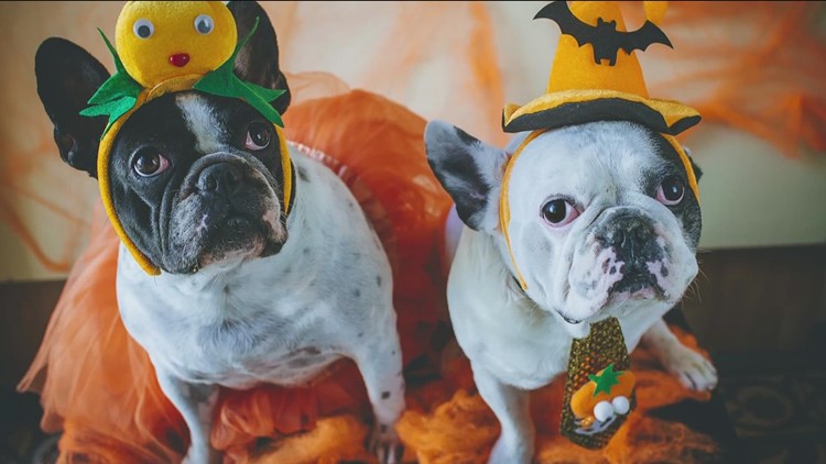 Pet safety during Halloween | What experts say you should do