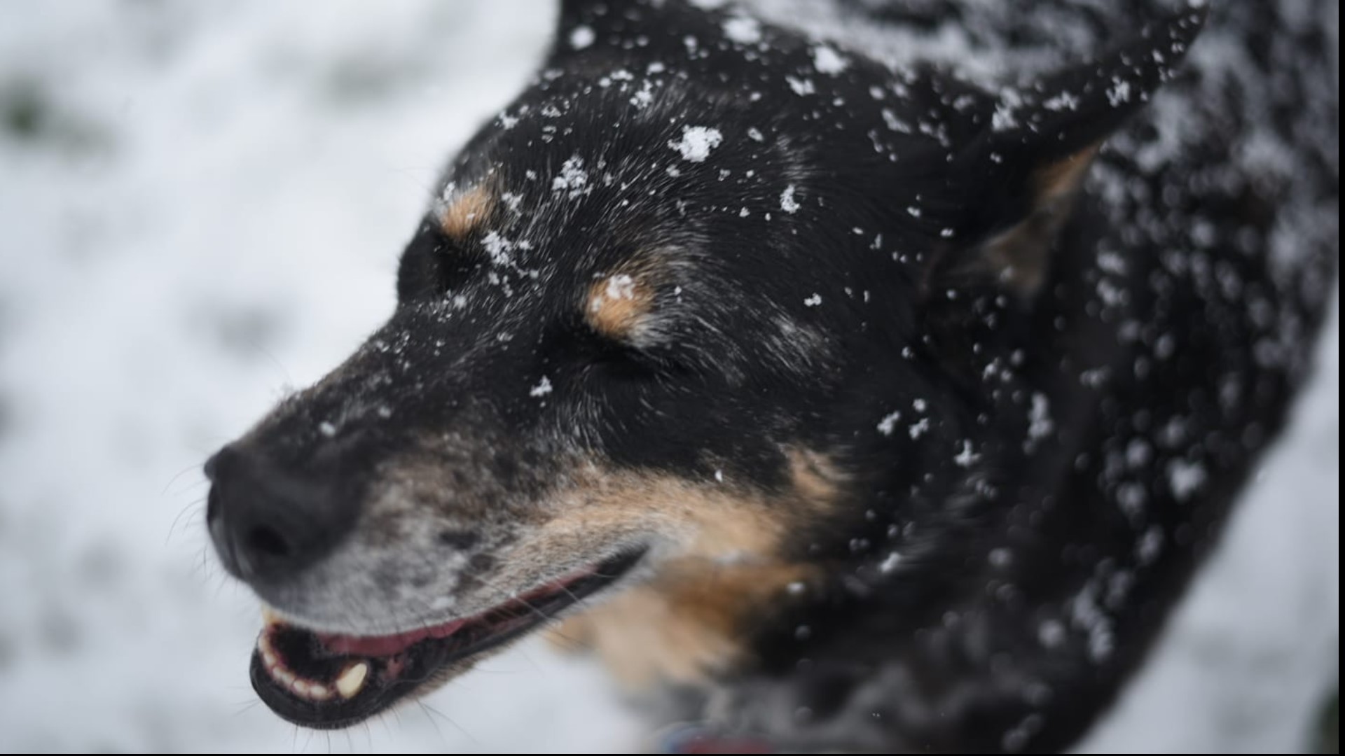 The Human Society of the U.S. offers tips to protect your pet during intense winter weather.